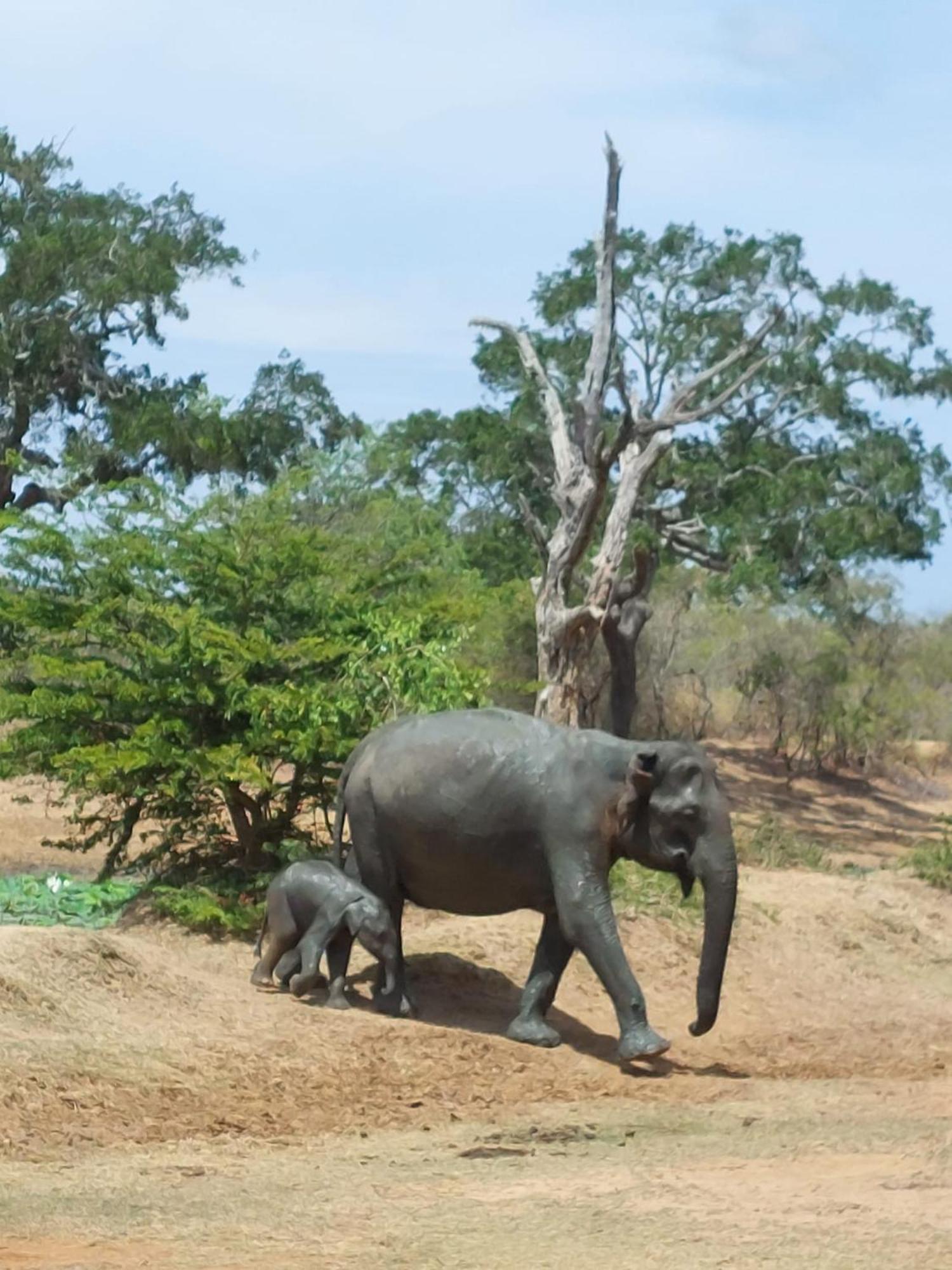 Suduweli Beauties Of Nature - Yala Kirinda  Exterior foto
