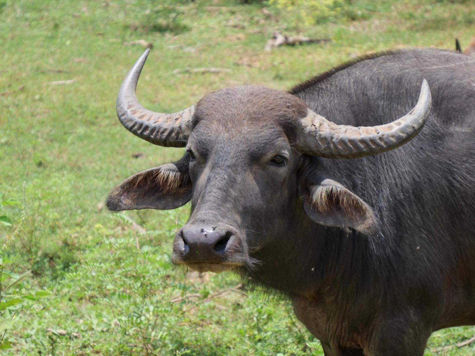 Suduweli Beauties Of Nature - Yala Kirinda  Exterior foto