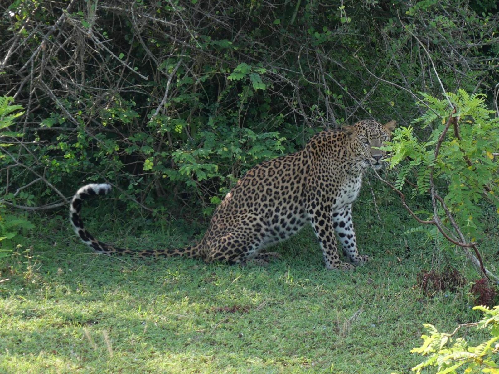 Suduweli Beauties Of Nature - Yala Kirinda  Exterior foto